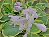 Hosta 'Wide Brim'