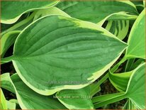 Hosta 'Wide Brim'