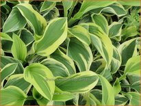 Hosta 'Wide Brim'