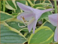 Hosta 'Wide Brim'