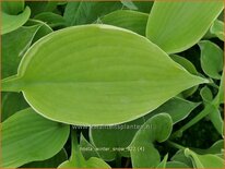 Hosta 'Winter Snow'