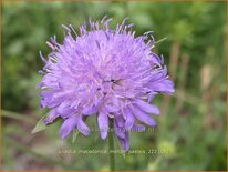 Knautia macedonica &#39;Melton Pastels&#39;