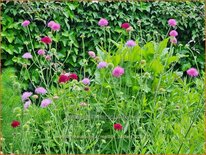 Knautia macedonica &#39;Melton Pastels&#39;