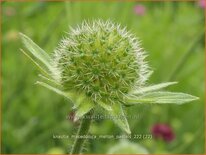 Knautia macedonica &#39;Melton Pastels&#39;