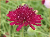 Knautia macedonica &#39;Melton Pastels&#39;