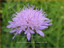 Knautia macedonica &#39;Melton Pastels&#39;