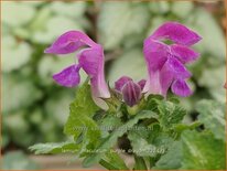 Lamium maculatum 'Purple Dragon'