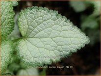 Lamium maculatum 'Purple Dragon'