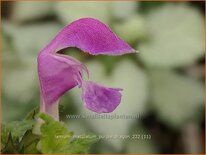 Lamium maculatum 'Purple Dragon'