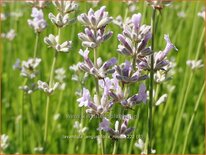 Lavandula angustifolia &#39;Rosea&#39;