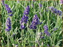 Lavandula angustifolia 'Super Blue'