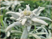 Leontopodium alpinum 'Blossom of Snow'