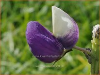 Lupinus &#39;Blacksmith&#39; (pot 11 cm)