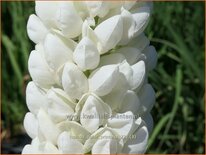 Lupinus &#39;Polar Princess&#39; (pot 11 cm)