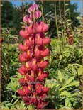 Lupinus &#39;Towering Inferno&#39; (pot 11 cm)