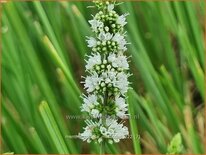 Mentha spicata &#39;Maroccan&#39;