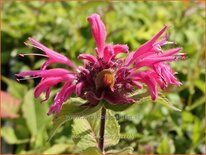 Monarda &#39;Bee-Merry&#39;