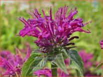 Monarda 'Grape Gumball'