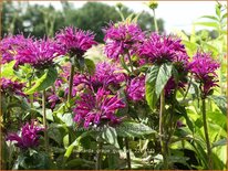 Monarda 'Grape Gumball'