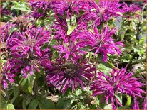 Monarda 'Grape Gumball'