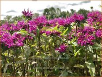 Monarda 'Grape Gumball'