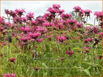 Monarda 'Heidelerche'