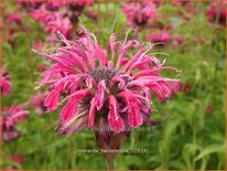 Monarda 'Heidelerche'