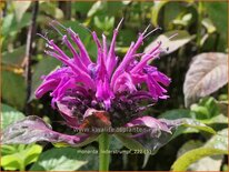 Monarda 'Lederstrumpf'