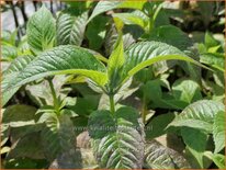 Monarda 'Lederstrumpf'