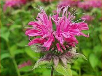 Monarda 'Marshall's Delight'