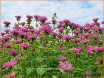 Monarda 'Marshall's Delight'