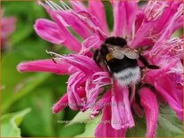 Monarda 'Marshall's Delight'