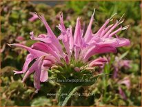 Monarda 'Pink Frosting'