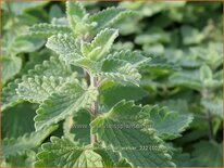 Nepeta faassenii &#39;Junior Walker&#39;