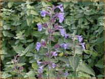 Nepeta faassenii &#39;Junior Walker&#39;