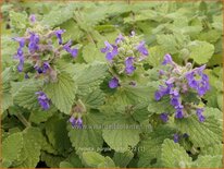 Nepeta &#39;Purple Haze&#39;