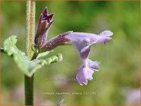 Nepeta racemosa &#39;Amelia&#39;