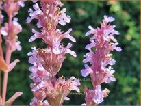 Nepeta 'Veluw's Blauwtje'