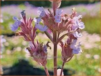 Nepeta 'Veluw's Blauwtje'