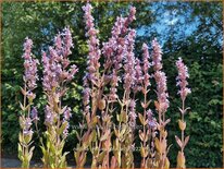 Nepeta 'Veluw's Blauwtje'