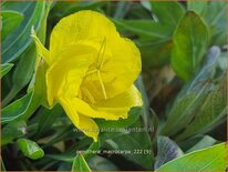 Oenothera macrocarpa