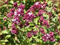 Origanum &#39;Rosenkuppel&#39;