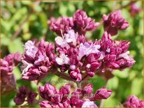 Origanum &#39;Rosenkuppel&#39;