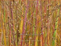 Panicum virgatum 'Cardinal'