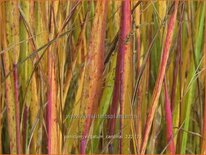 Panicum virgatum 'Cardinal'