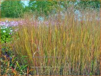 Panicum virgatum 'Cardinal'