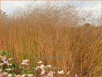 Panicum virgatum 'Warrior'