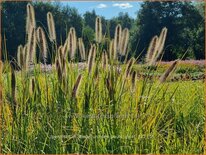 Pennisetum alopecuroides &#39;Pauls Giant&#39;