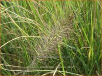 Pennisetum alopecuroides 'Peppa Pig'