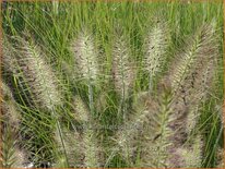 Pennisetum alopecuroides 'Peppa Pig'